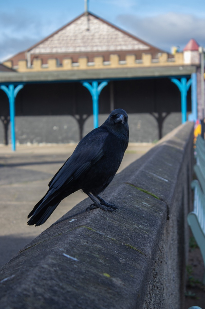 Street photograph of a crow